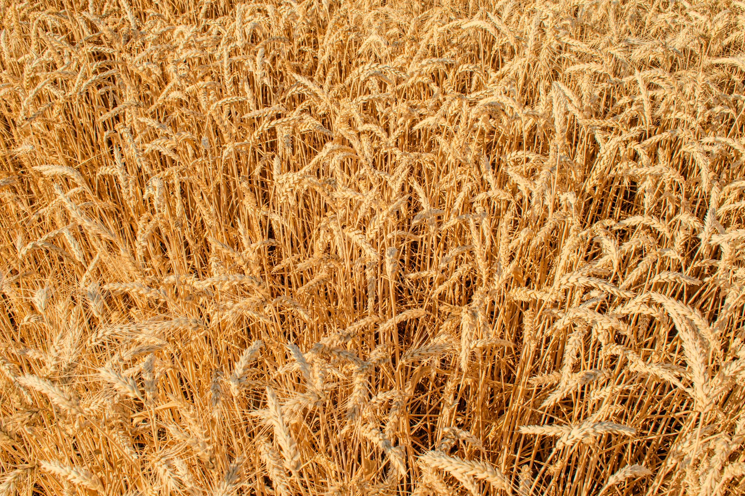Campo de trigo dourado pronto para a colheita